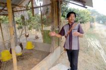 Breeding Chickens in Thailand