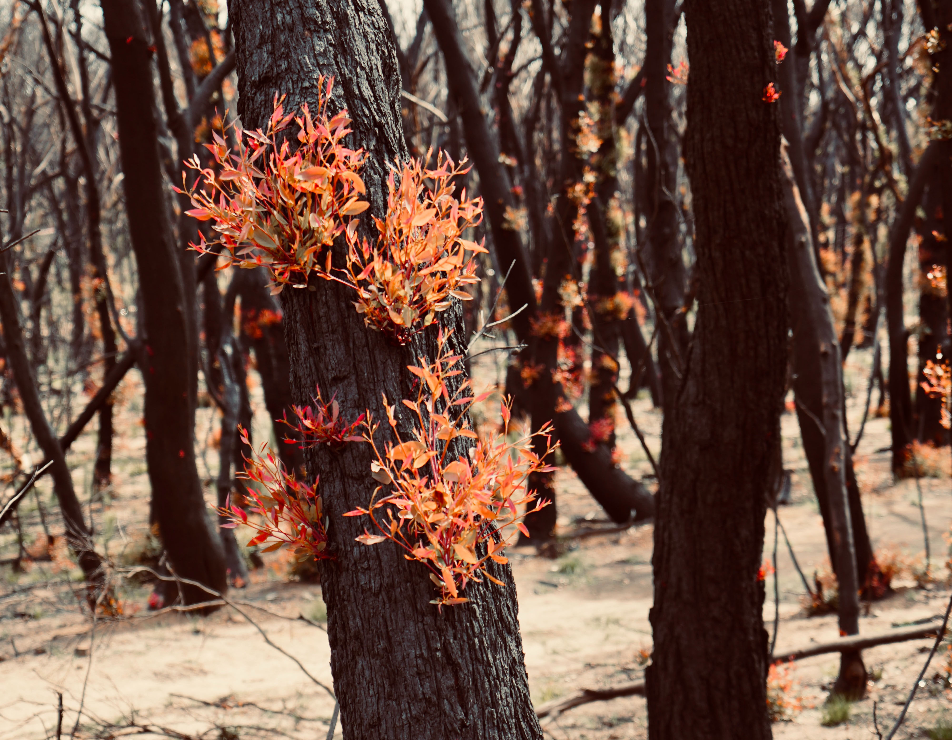 Bushfire Appeal Giving – What Has Happened?