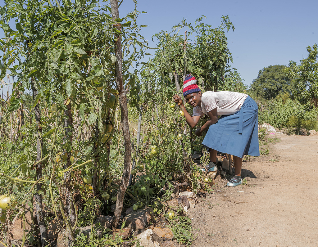 Water Revitalises Livelihoods in Zimbabwe